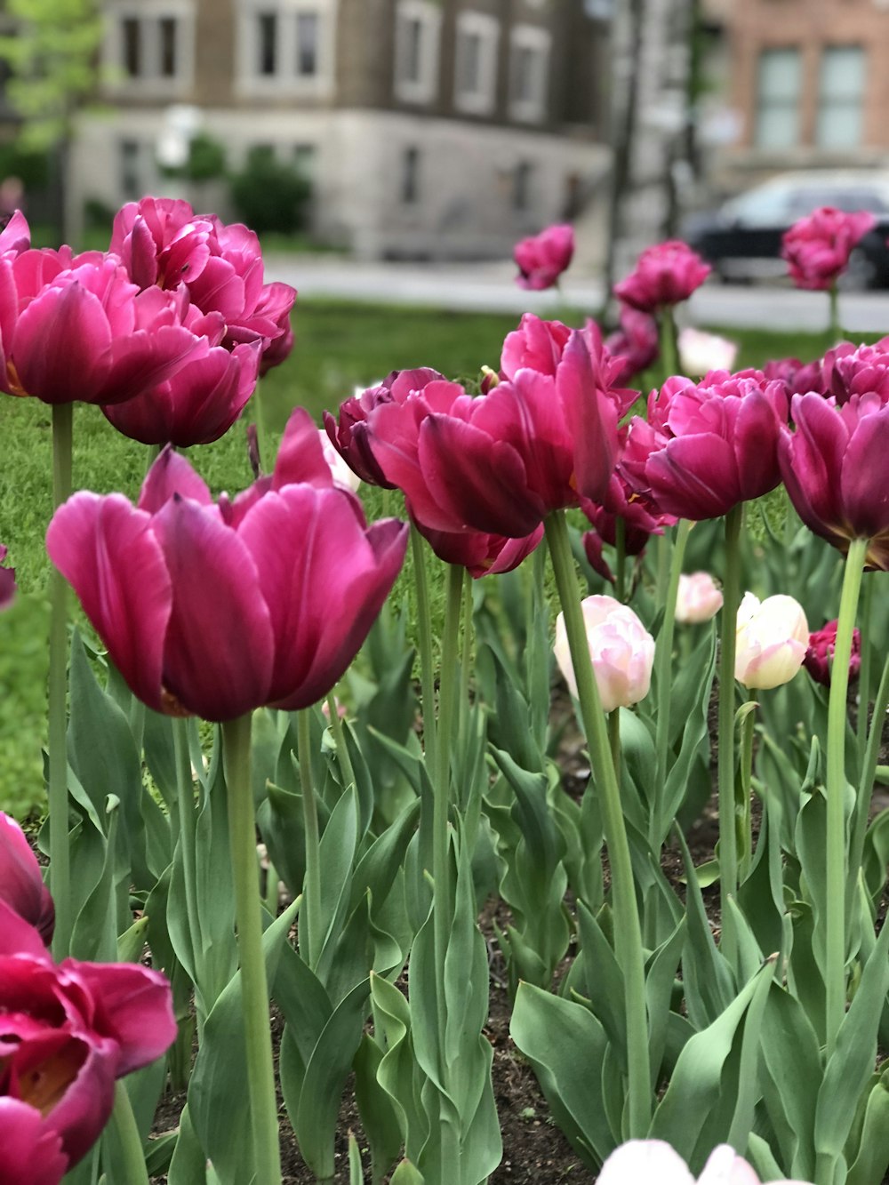 red and white tulips in bloom during daytime