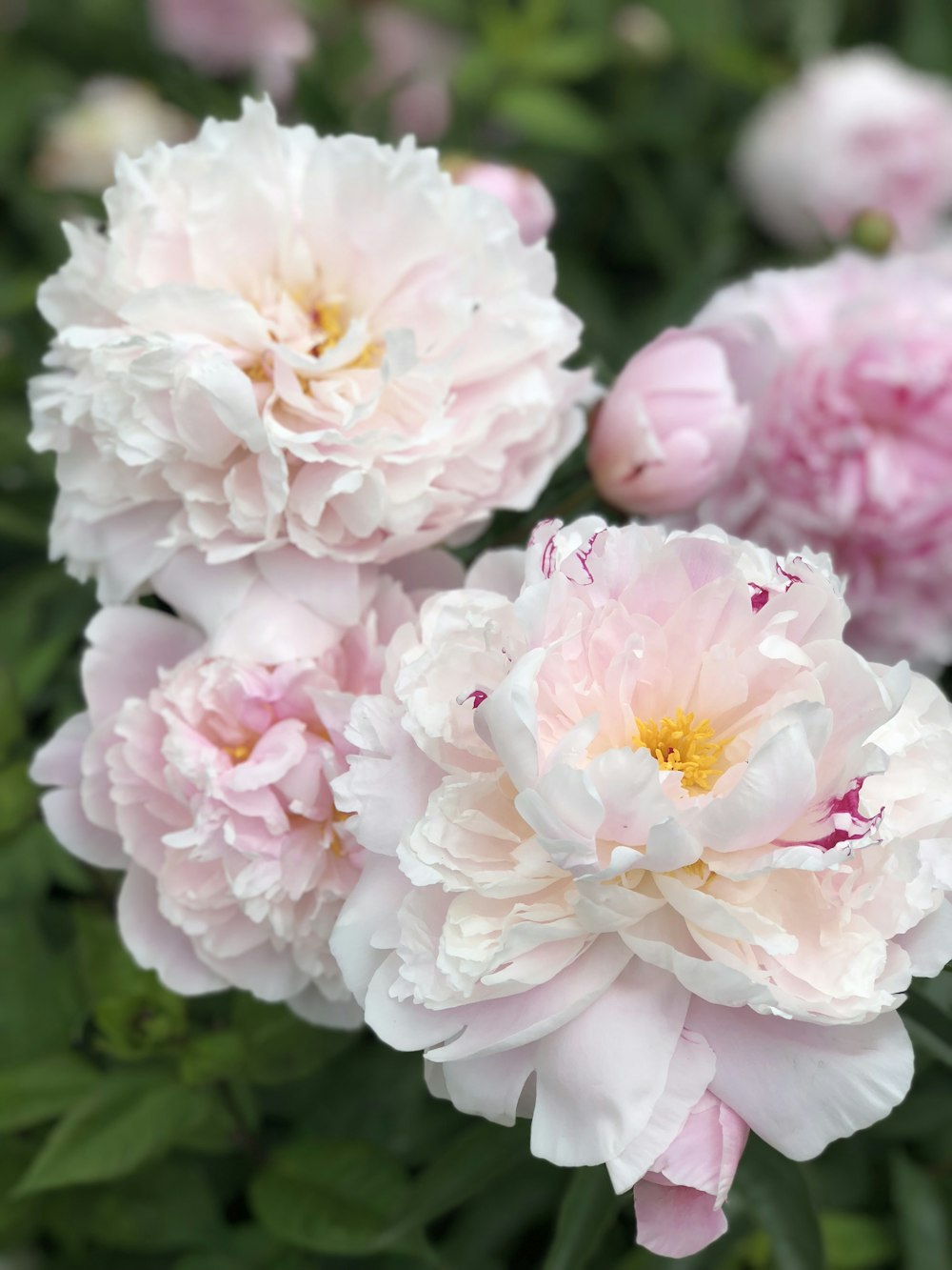 pink and white flowers in tilt shift lens