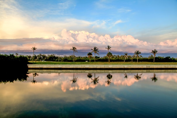 green trees near body of water during daytime