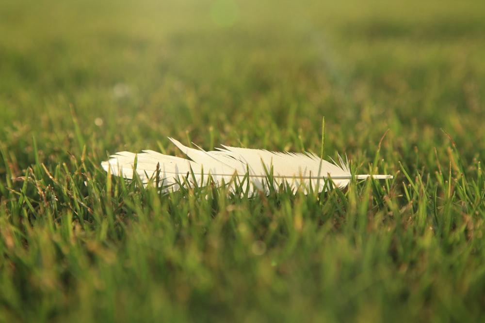 white book on green grass during daytime