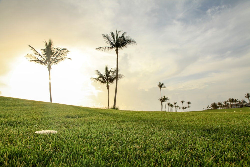 campo de hierba verde con palmera verde bajo el cielo blanco durante el día