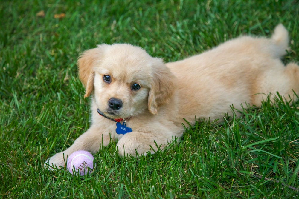 golden retriever puppy on green grass field during daytime