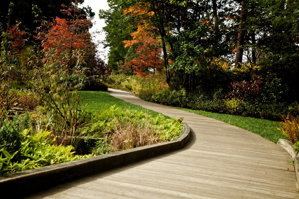 gray concrete road between green and brown trees during daytime