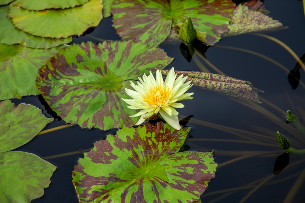 white and yellow flower on water