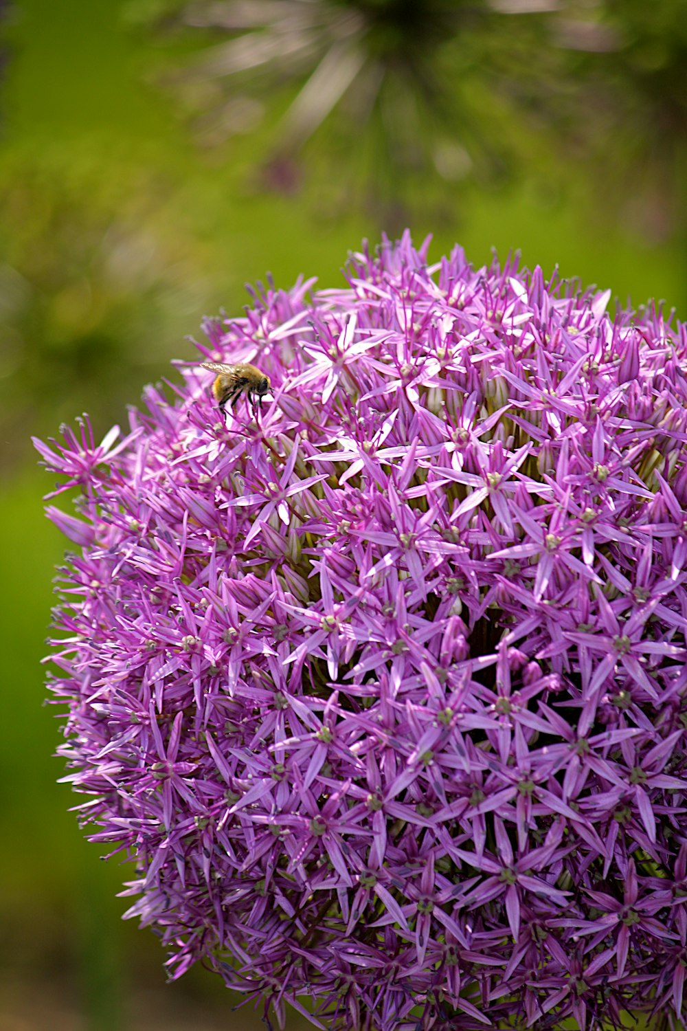 purple flower in macro lens