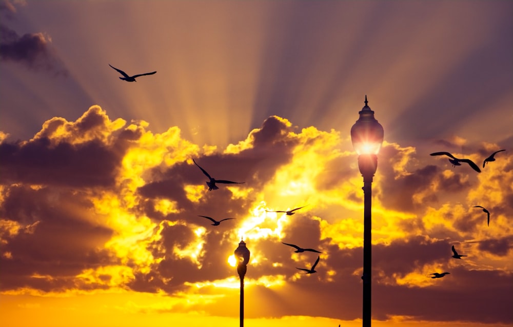 birds flying over the street light during sunset