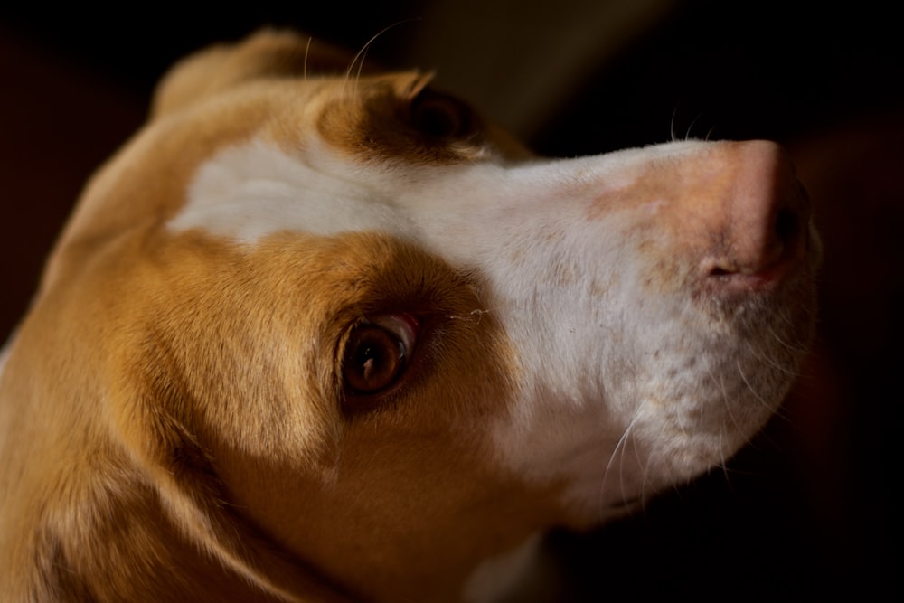 brown and white short coated dog