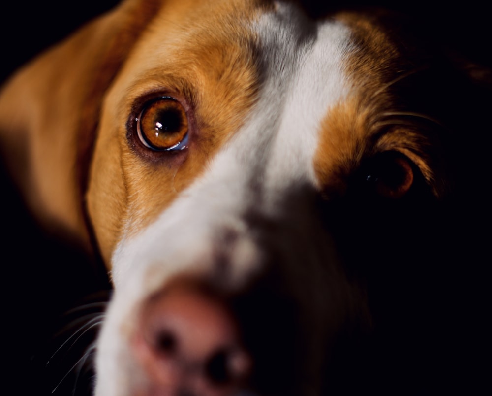 brown white and black short coated dog