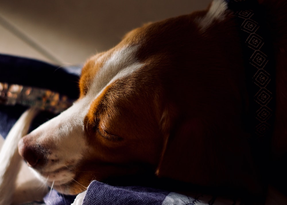 brown and white short coated dog lying on blue textile