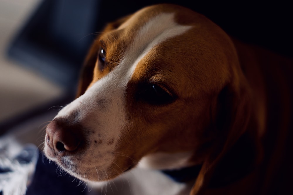 brown and white short coated dog