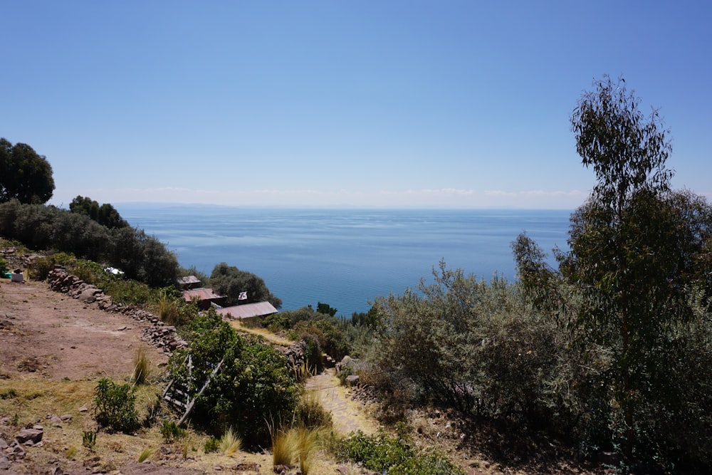 green trees near blue sea under blue sky during daytime