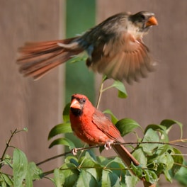 A flock of vivid red northern cardinals perched and flying around lush green marijuana plants.