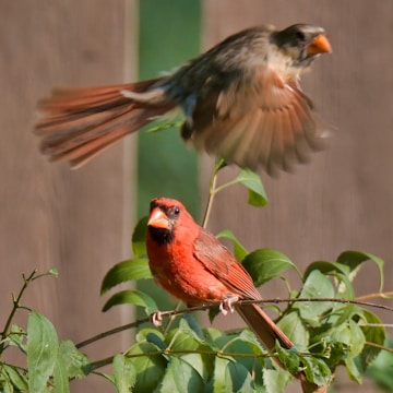 A flock of vivid red northern cardinals perched and flying around lush green marijuana plants.