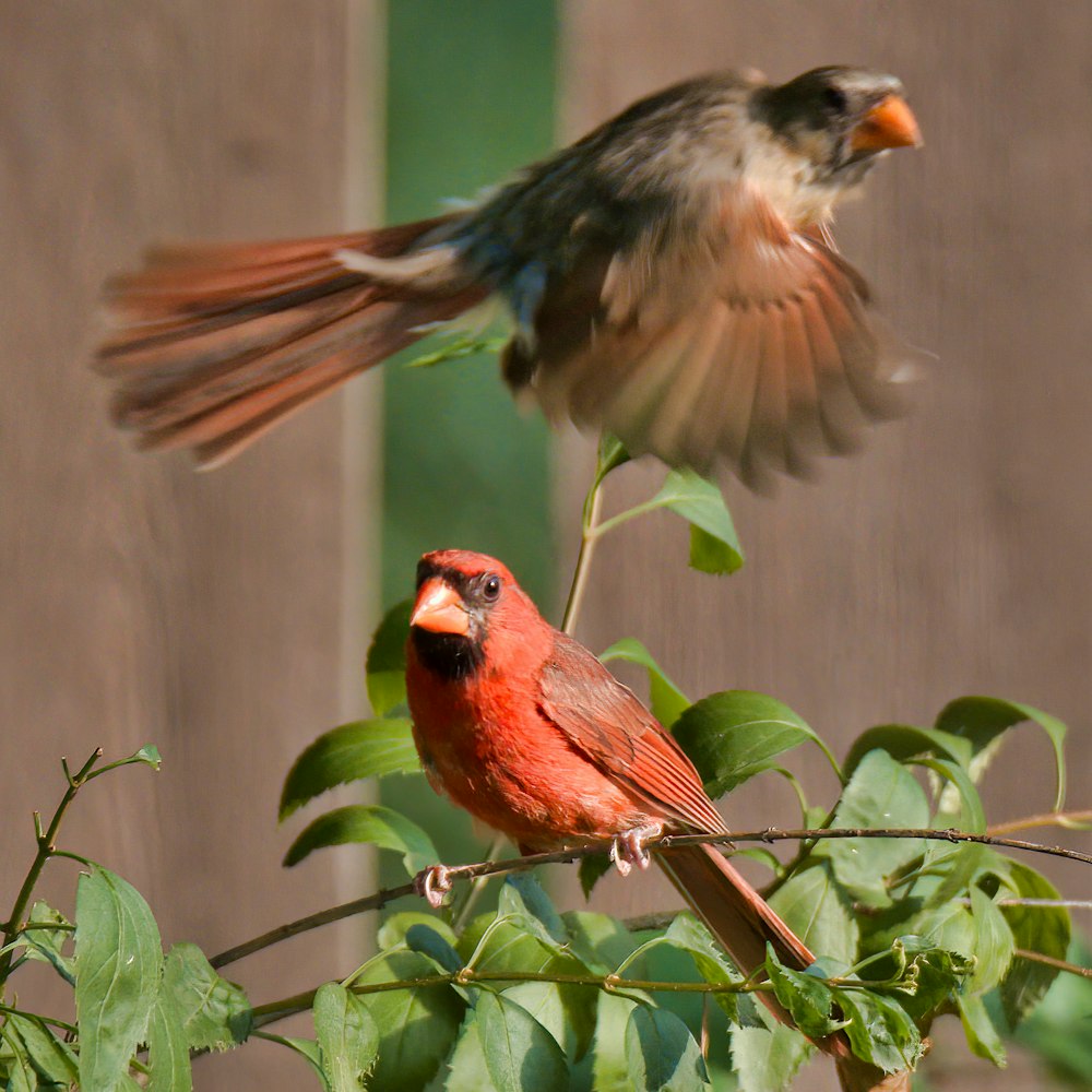 brown and black bird on tree branch during daytime