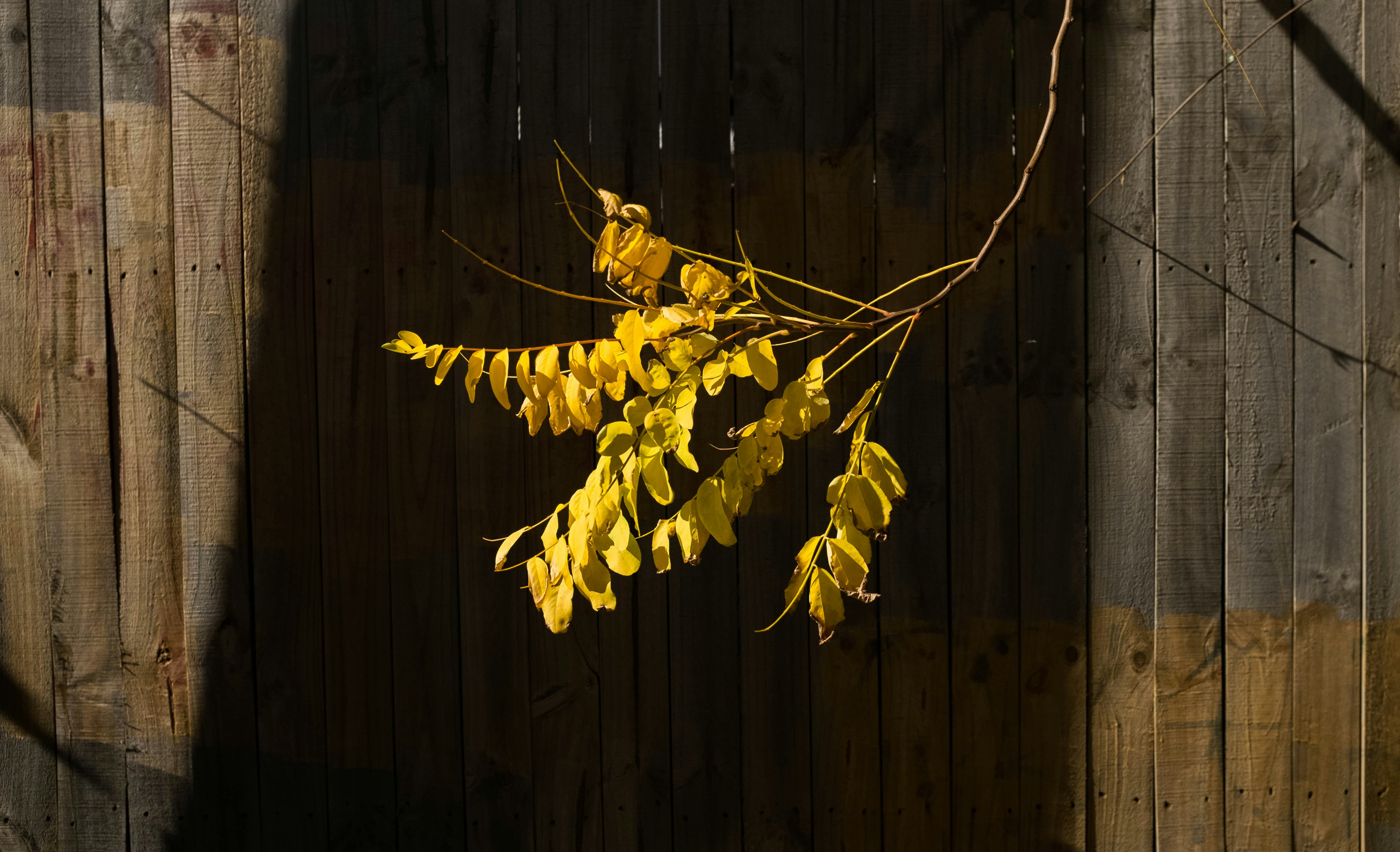 Yellow leaves hang from a branch against a wooden fence.