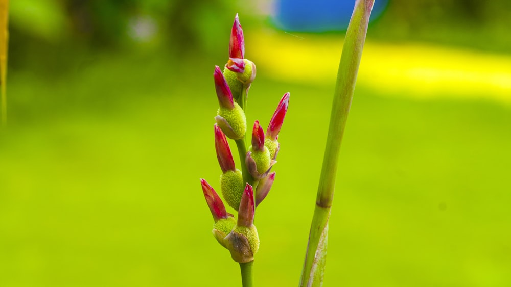 pink and green flower bud in close up photography