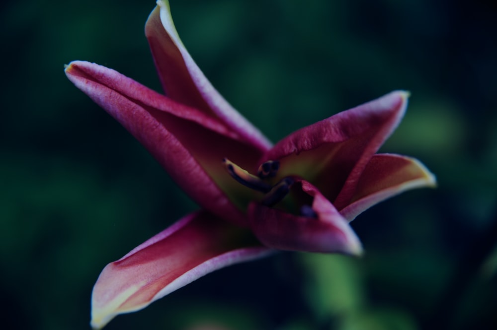 red and green flower in macro shot