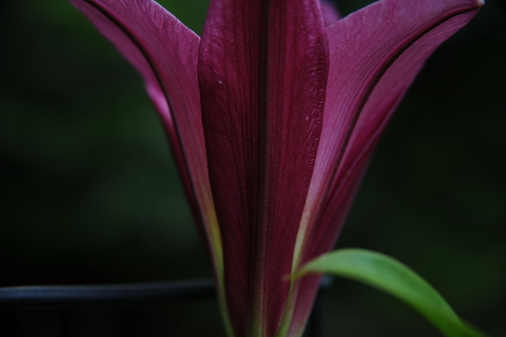 purple flower in tilt shift lens