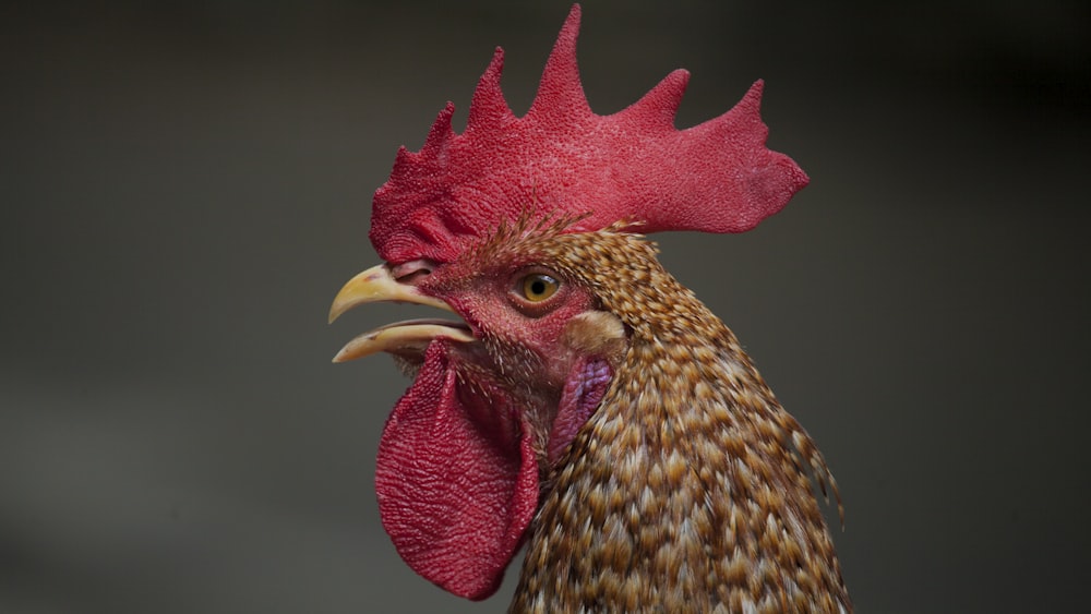 Cabeza de gallo marrón y rojo