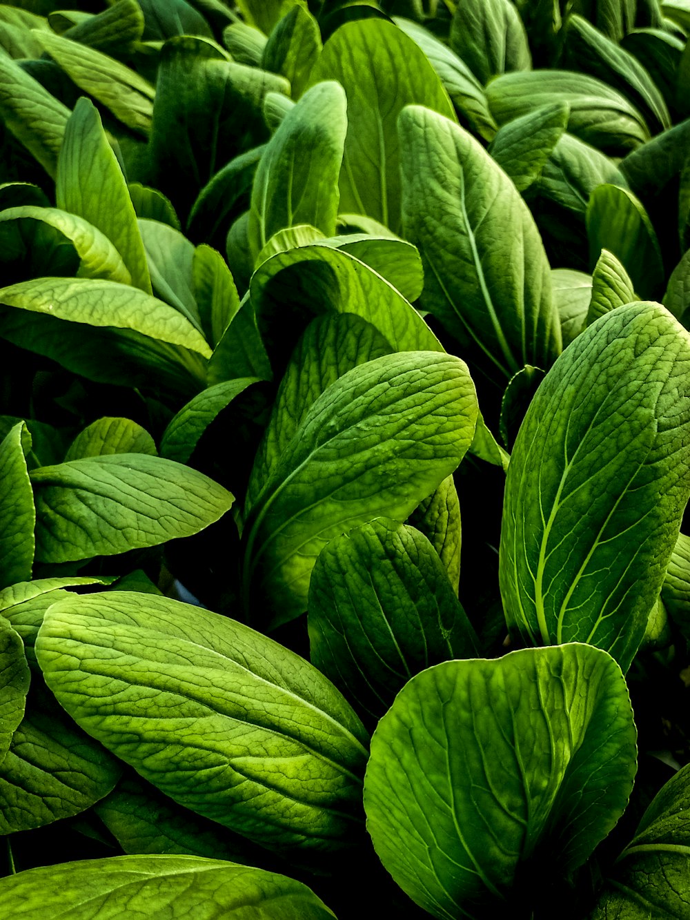 green and white leaves plant