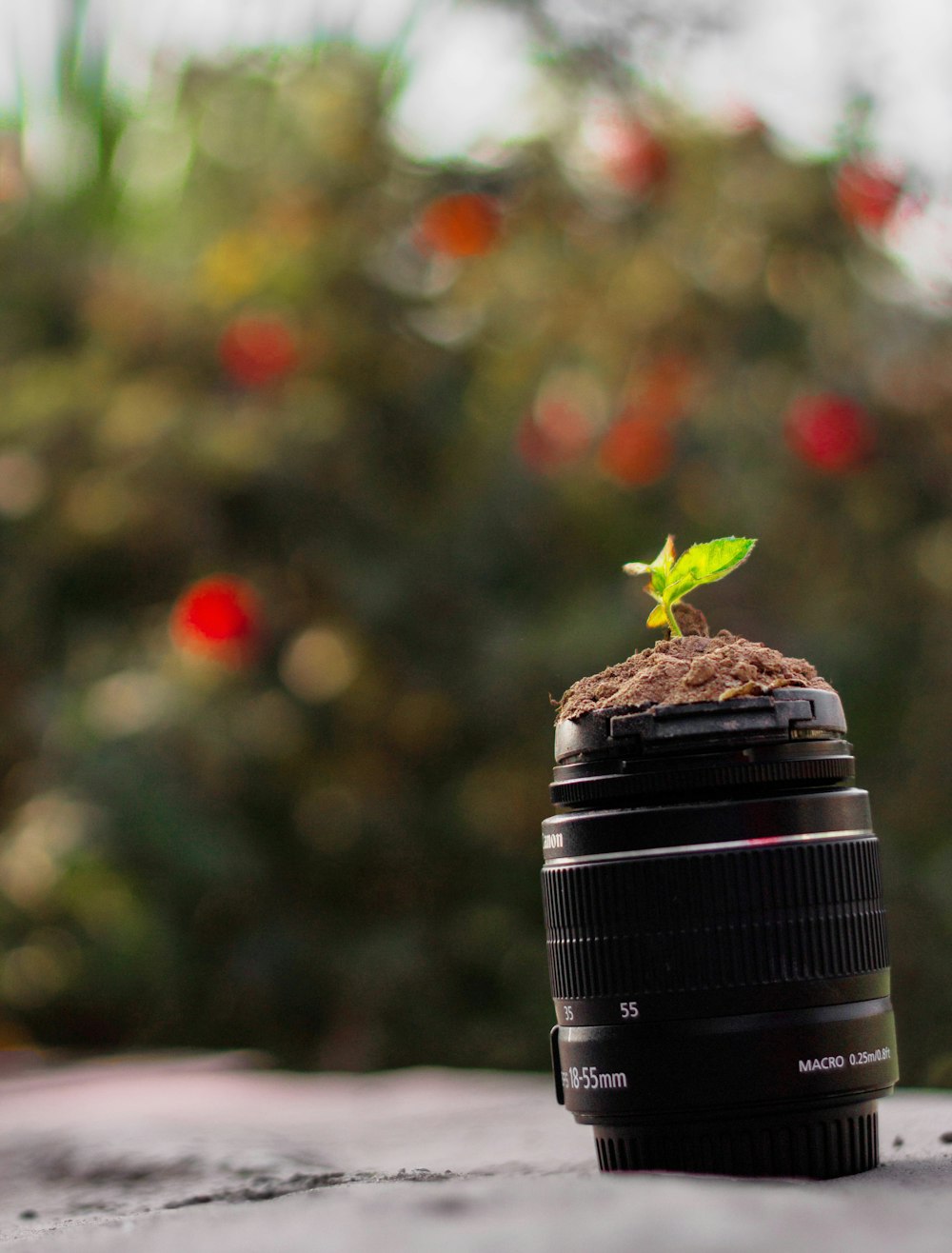 green plant on black camera lens