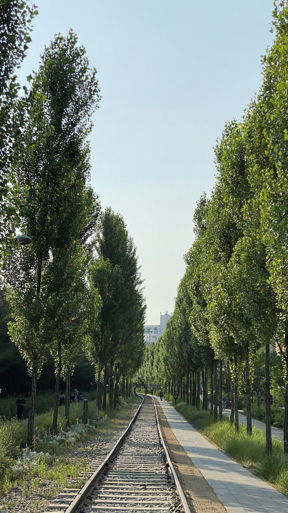 green trees under blue sky during daytime