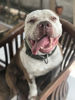 A smiling dog sitting next to a veterinarian in a bright clinic