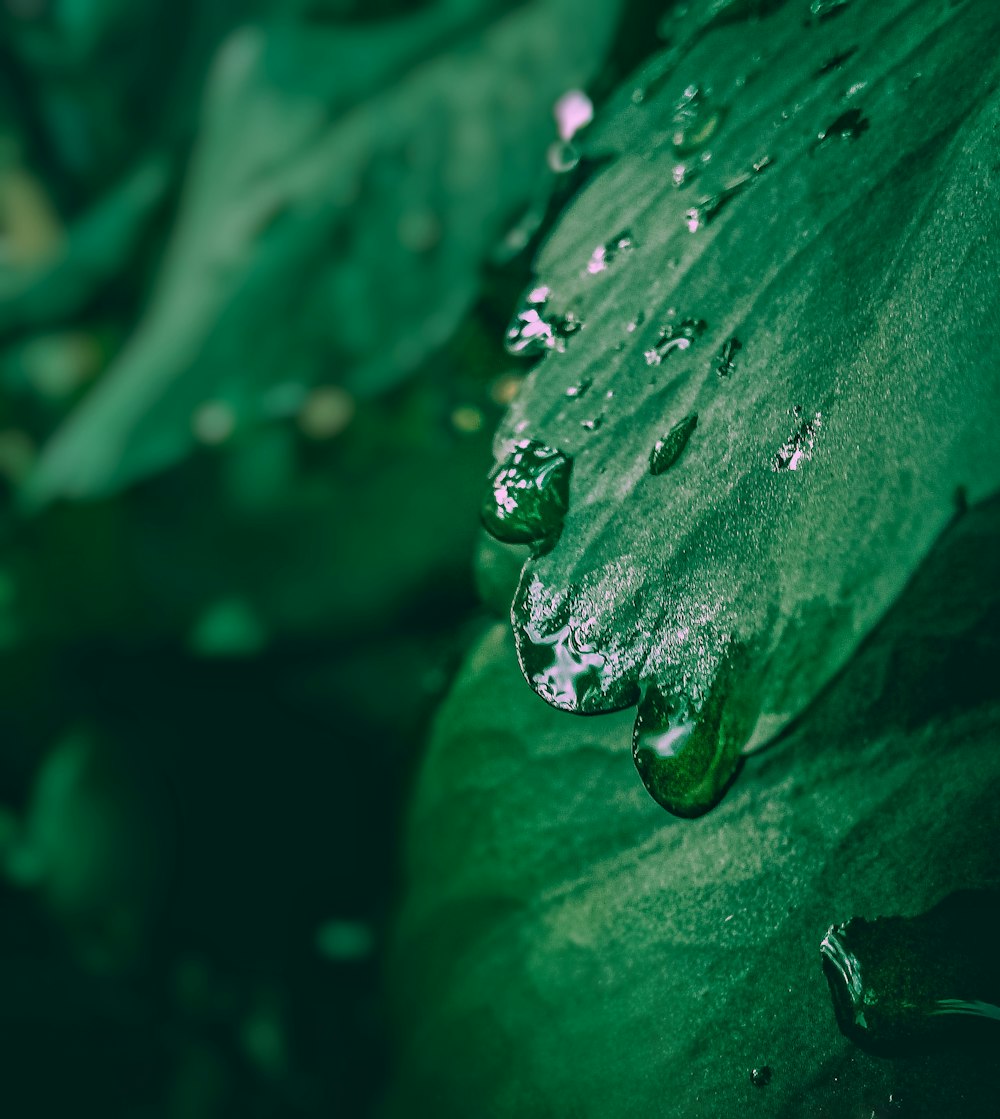 water droplets on green leaf