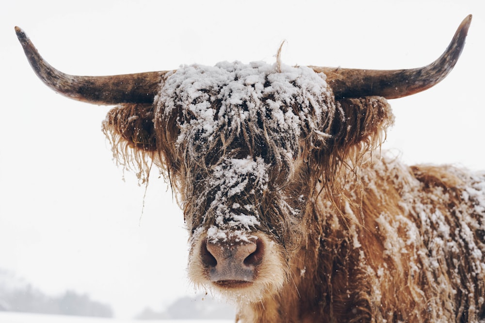 Vaca marrón en suelo cubierto de nieve