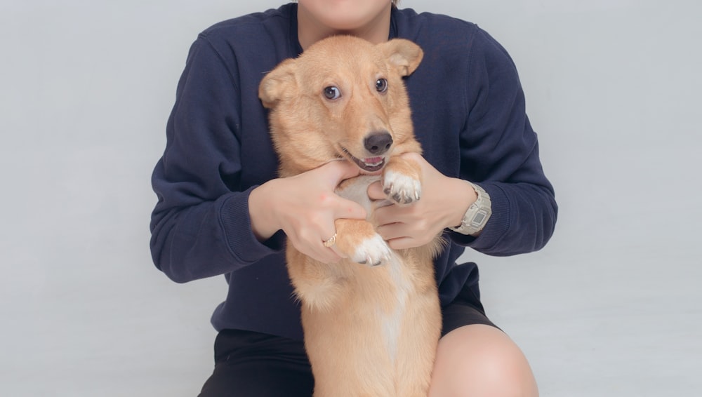 person in black jacket holding brown short coated dog