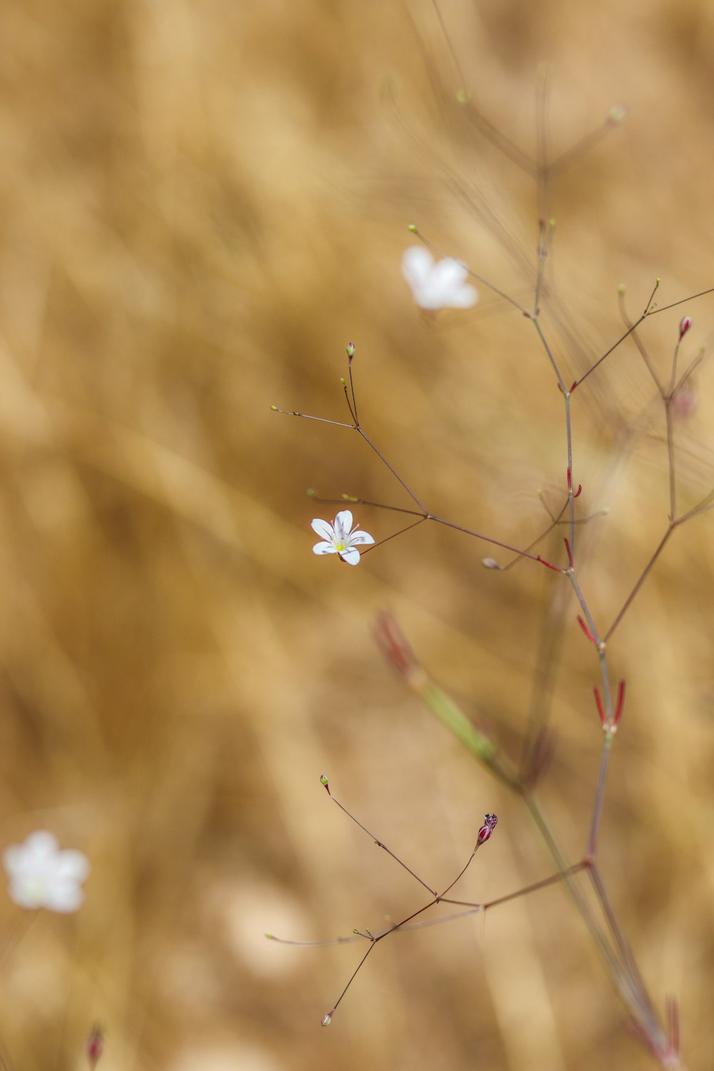 white flower in tilt shift lens