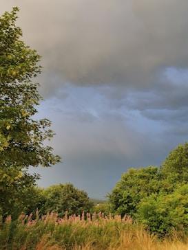 Cloudy sky over a lush landscape with diverse greenery, including tall trees and shrubs. Pink flowers grow in the foreground, contrasting with the dark, dramatic clouds looming above.
