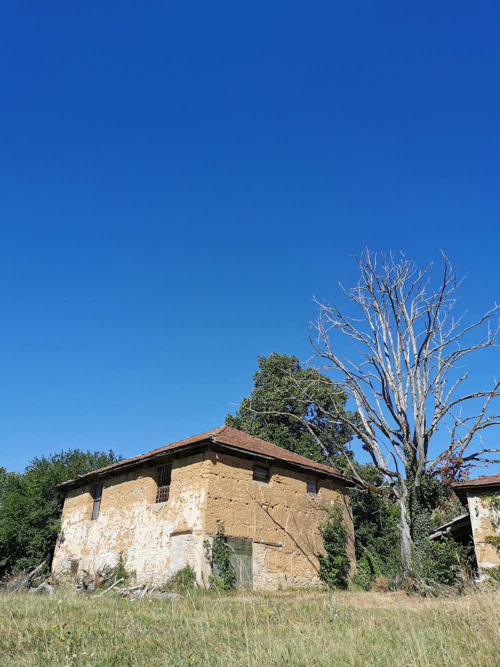 kahler Baum in der Nähe von braunem Betongebäude unter blauem Himmel tagsüber