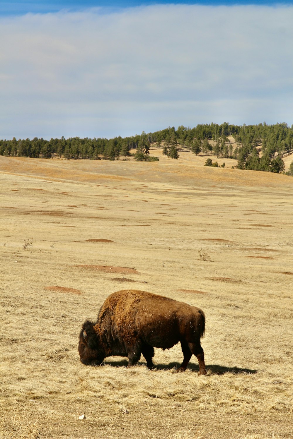 brown animal on brown field during daytime