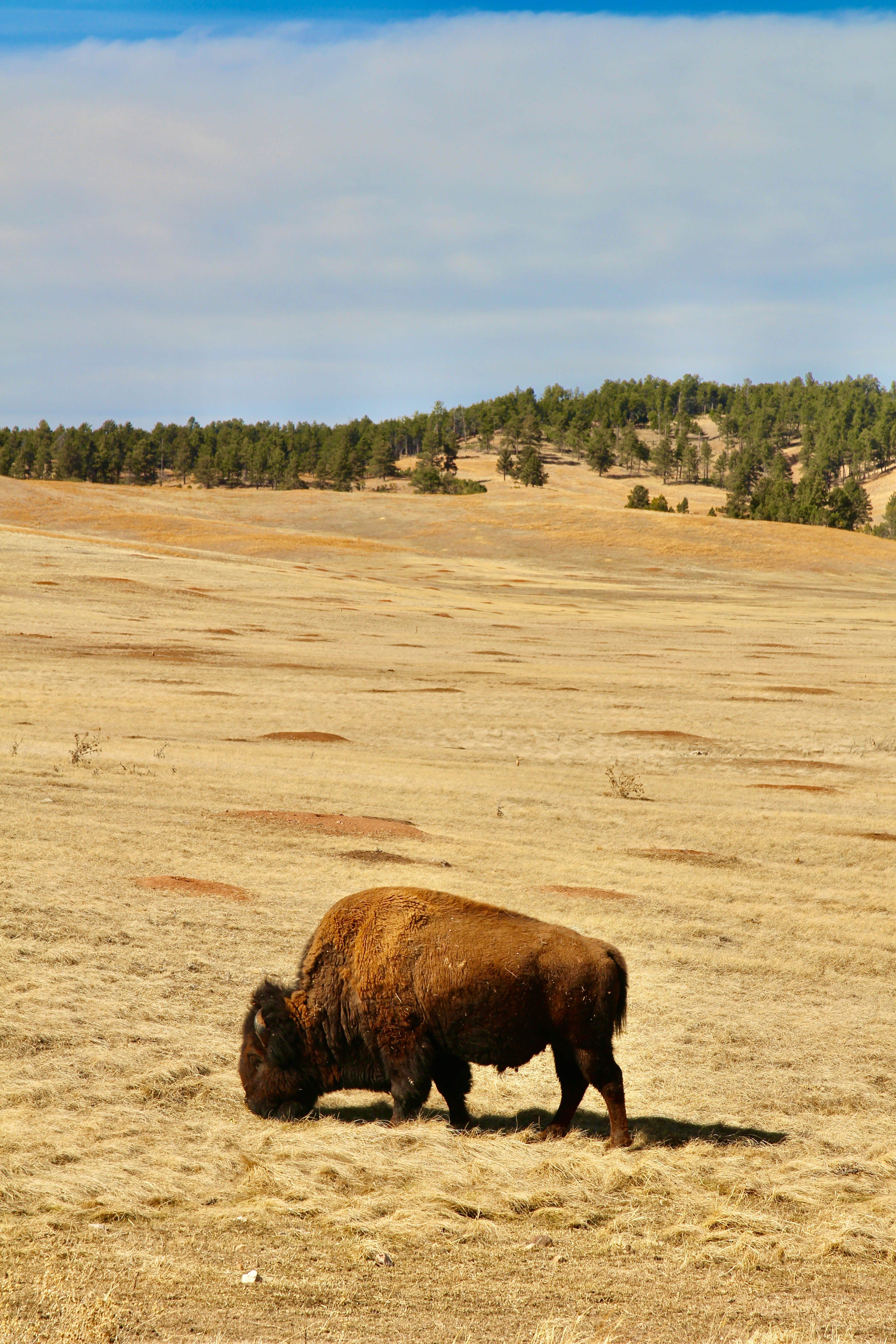 When I drove thru Wind Cave National Park in South Dakota I came across this gorgeous bison (as well as a few others) on the side of the road. 