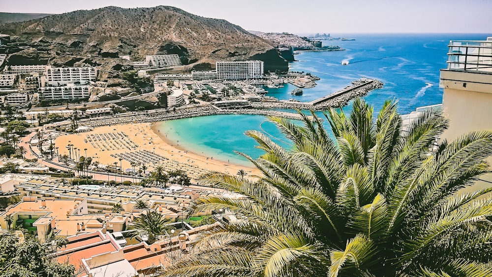 aerial view of beach and palm trees