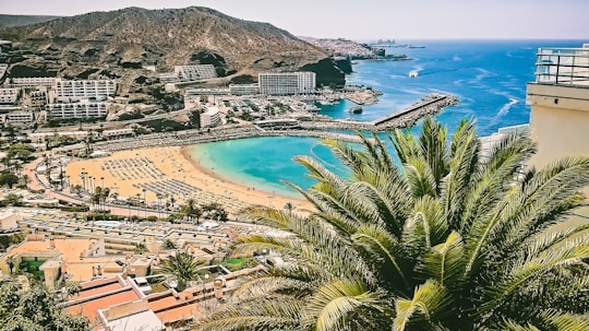 aerial view of beach and palm trees in Puerto Rico de Gran Canaria Spain