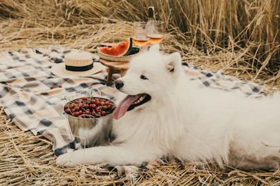 Portable dog water bottle and collapsible travel bowl beside a cozy travel bed in a sunny park setting.