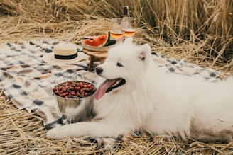 A fluffy white dog lies on a checkered picnic blanket in a field of dry grass. Near the dog, there is a metal bucket filled with cherries, a wooden tray with slices of watermelon, and two glasses of rosé wine. A straw hat rests on the blanket, adding a summery touch to the setting.