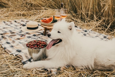 A fluffy white dog lies on a checkered picnic blanket in a field of dry grass. Near the dog, there is a metal bucket filled with cherries, a wooden tray with slices of watermelon, and two glasses of rosé wine. A straw hat rests on the blanket, adding a summery touch to the setting.