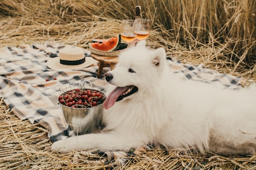 A fluffy white dog lies on a checkered picnic blanket in a field of dry grass. Near the dog, there is a metal bucket filled with cherries, a wooden tray with slices of watermelon, and two glasses of rosé wine. A straw hat rests on the blanket, adding a summery touch to the setting.