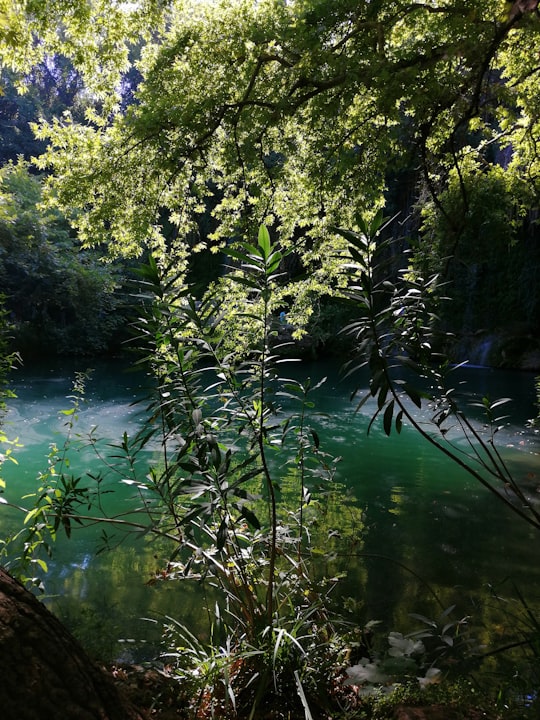 green trees beside river during daytime in Antalya Turkey