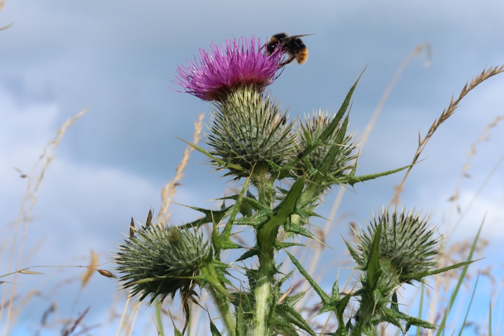 black and yellow bee on purple flower during daytime