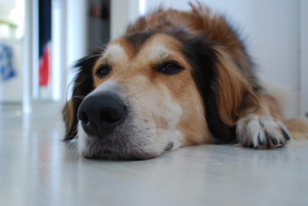 brown and white long coated dog lying on white floor