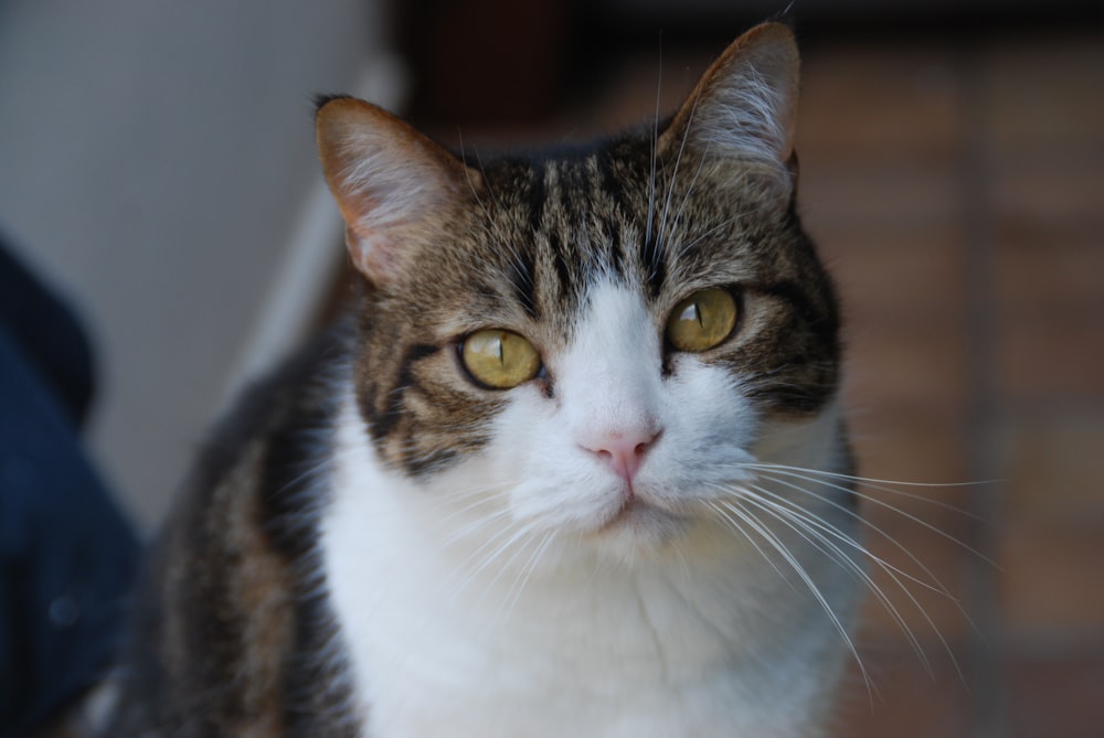 brown and white tabby cat