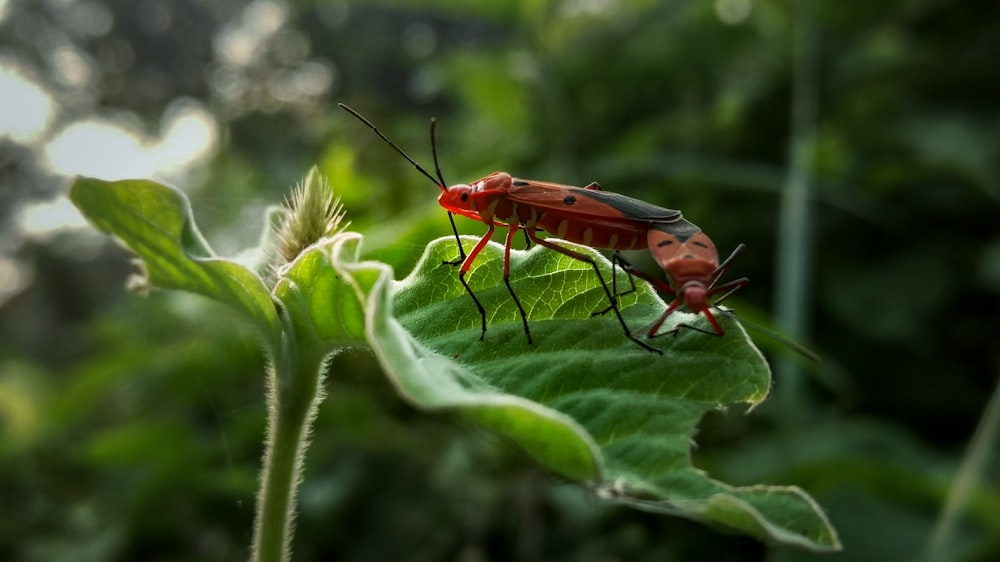red and black bug on green leaf