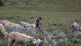 A shepherd is tending to a flock of sheep in a lush green meadow. The scene is dotted with clusters of purple flowers and a few large rocks. The shepherd, dressed in traditional clothing and holding a stick, appears focused on guiding the sheep.