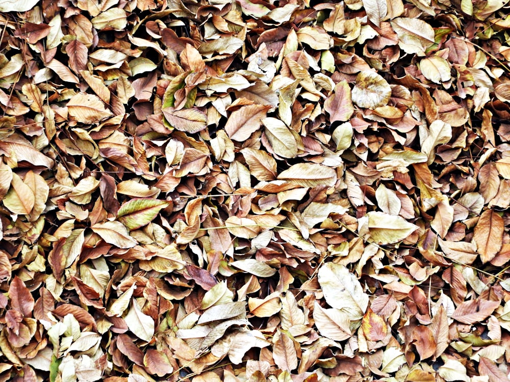 brown dried leaves on ground