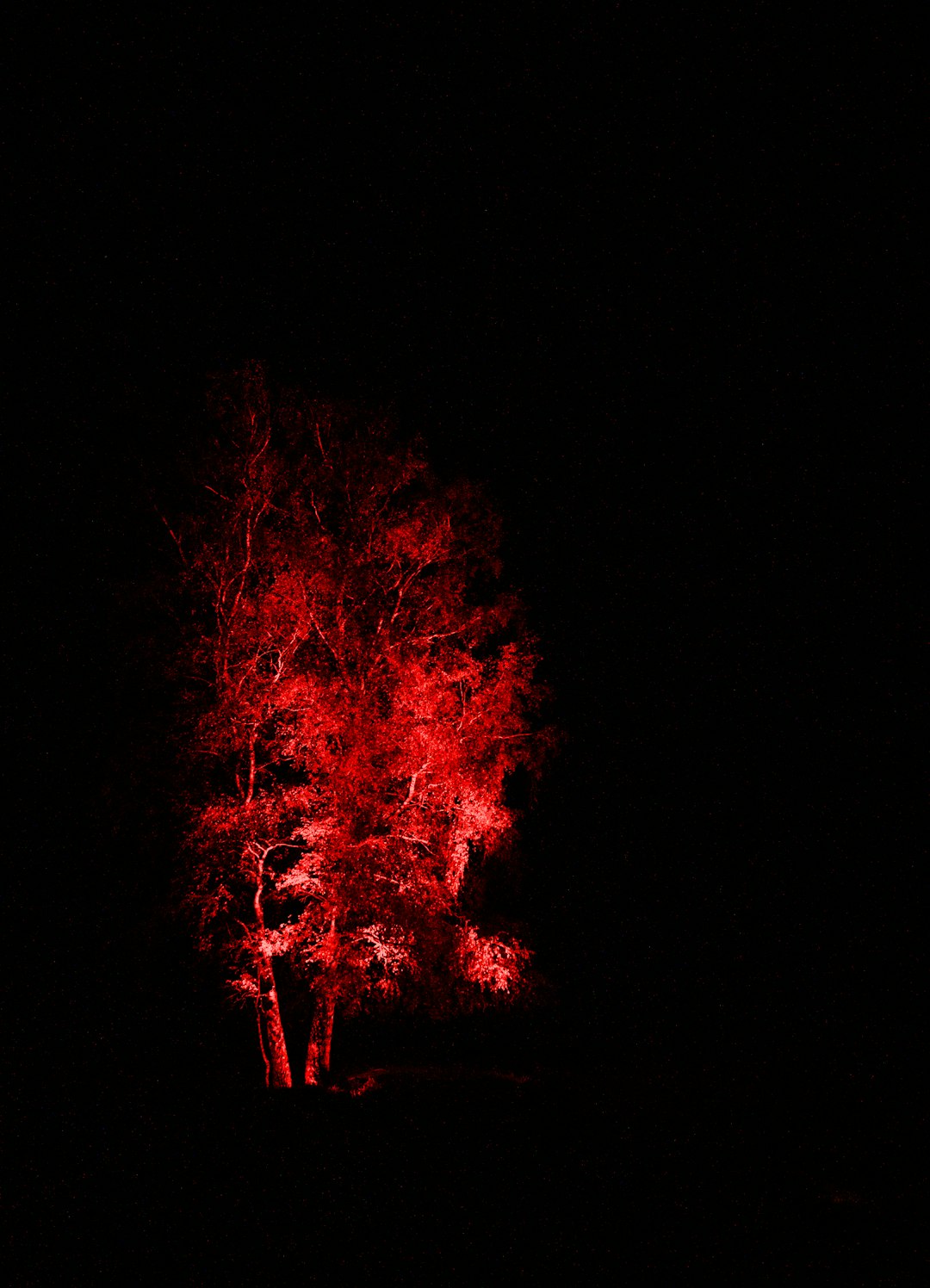 red and black fire during night time