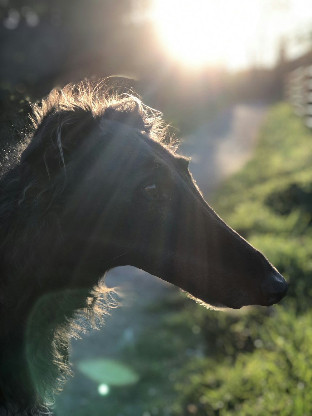 brown horse with blue eyes